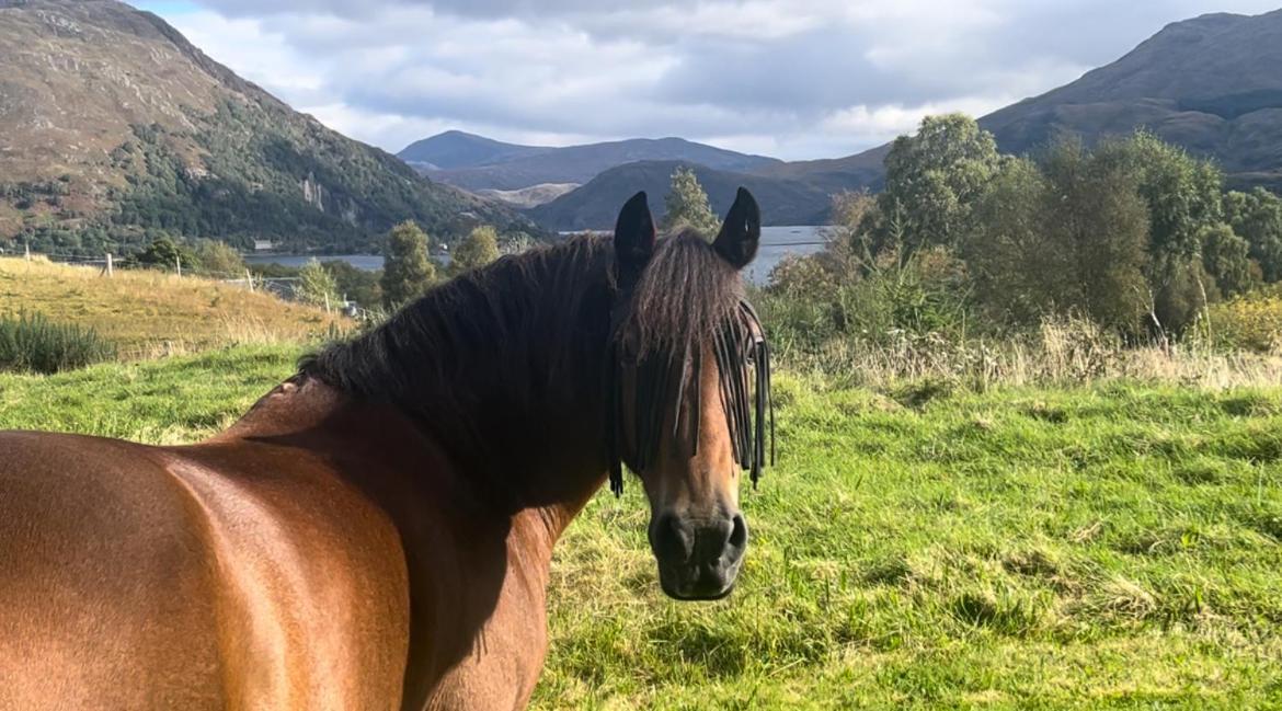 Ceo Mara Croft B&B & 2 Luxury Cabins Taynuilt Exteriör bild