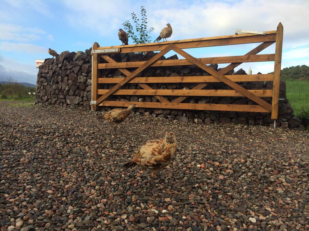 Ceo Mara Croft B&B & 2 Luxury Cabins Taynuilt Exteriör bild